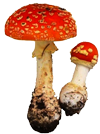 Fliegenpilz